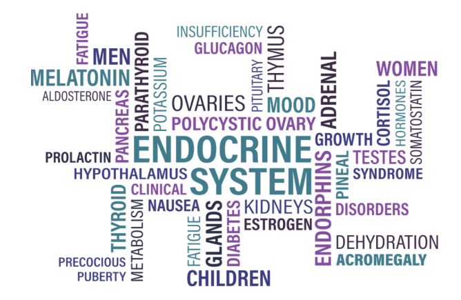 Endocrine System Wordcloud