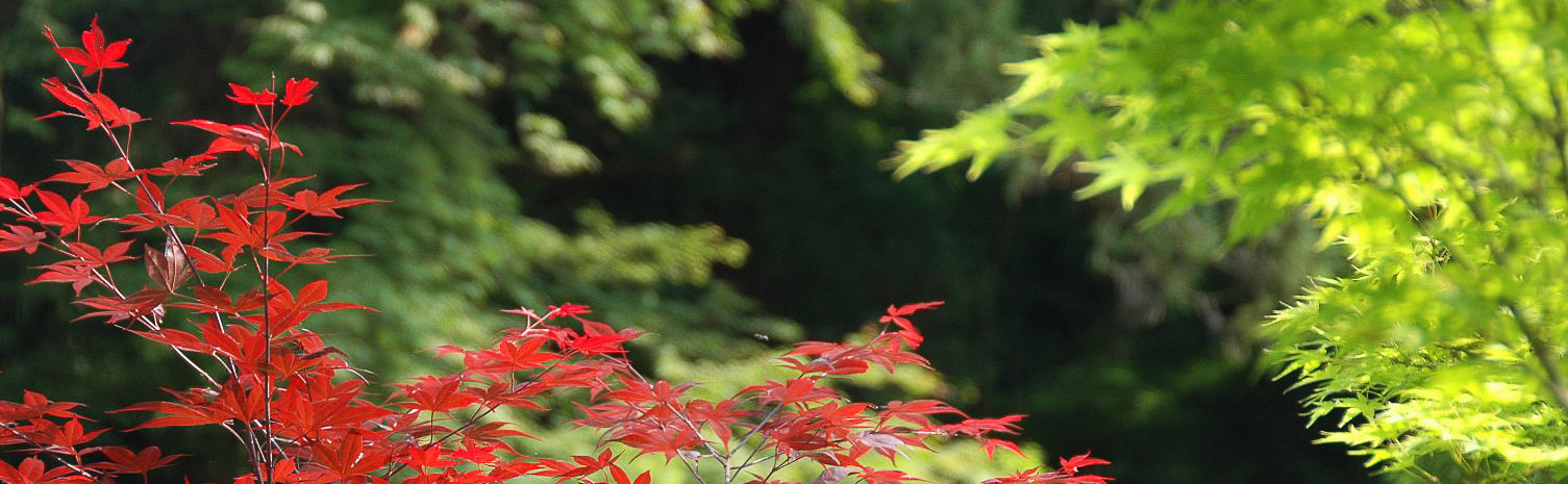 Blätter im Zen-Garten im Herbst