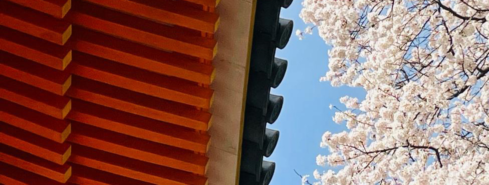 Blüten am Dach des ZenHauses - Frühling in München